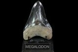 Serrated, Fossil Megalodon Tooth - Excellent Color #82689-1